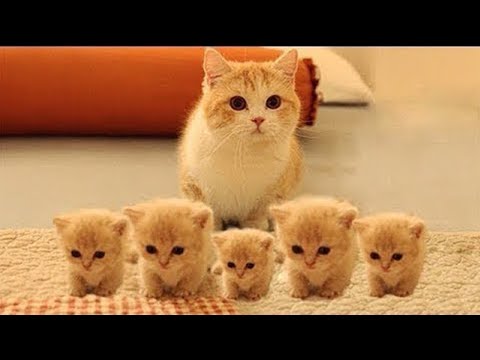 Essayer de ne pas rire 🤣 meilleurs chiens et chats drôles partie 34