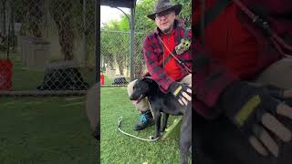 Video preview image #1 Labrador Retriever-Unknown Mix Puppy For Sale in Pasadena, CA, USA