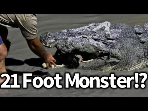 Giant Crocodile Caught in Australia