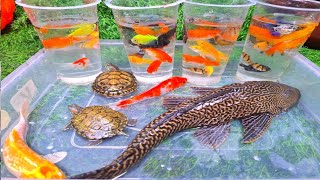 Download lagu Unboxing Ikan Cupang Hias, Ikan Koi, Ikan Sapu-Sapu, Ikan Lele, Ikan Glowfish, Kura-Kura, Lobster mp3