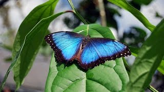 preview picture of video 'Mariposario, Butterfly Costa Rica. Morpho alimentándose.'