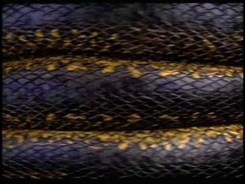 afbeelding Anaconda (1997) - Trailer
