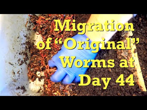 In-progress horizontal migration at day 44 "original" worm population - vermicompost
