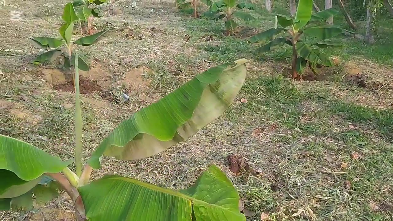 veja como está ! as bananeiras com plantio em sequeiro com quatro meses !