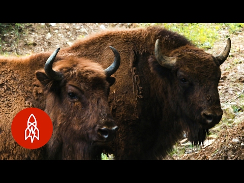 ヨーロッパの再野生化、一度に一頭のバイソン (Re-wilding Europe, One Bison at a Time)