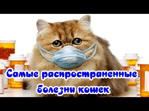 Самые распространенные болезни кошек The most common diseases of cats