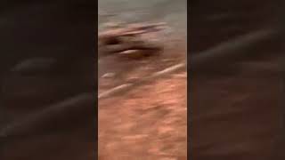 Maylien Lanes: 08 The Ugly Vision by Secret Servants