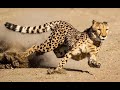 Speed King Cheetah Hunting And Running