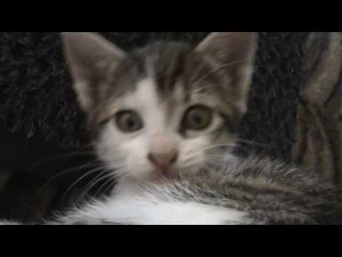 Pisicutele mele, in varsta de 7 saptamani ....