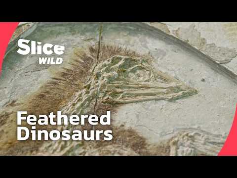 Dinosaurs with Feathers: The Missing Link to Birds | FULL DOC | SLICE WILD