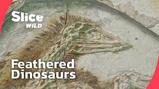 Dinosaurs with Feathers: The Missing Link to Birds | FULL DOC | SLICE WILD