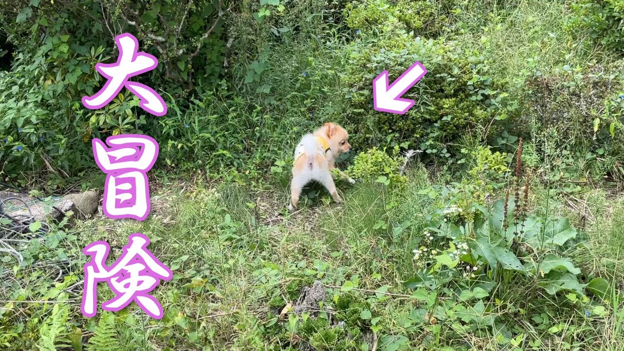 福島のジャングルに興味津々のポメラニアンのポメくん