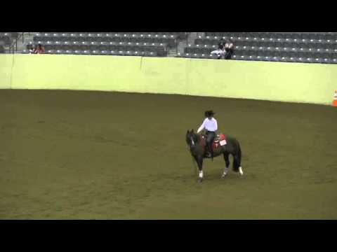 Video of Jacs Shy Boy ridden by Haley Franc from ShowNet!