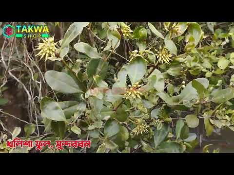 সুন্দরবনের বিখ্যাত খলিশা ফুল। The famous Khalisa flower of the Sundarbans. #খলিশা_ফুল #মধু #সুন্দরবন