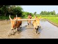 Mud Leveling Of Agricultural Land With Bulls Ox Pulling Performance Village Bullock Cart Media