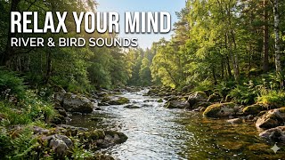 Download lagu Suasana Pedesaan yang Damai: Sungai Mengalir Melalui Sawah dengan Suara Burung mp3