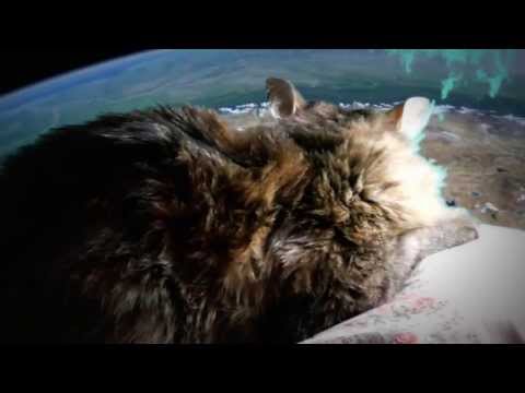 Rihanna - Stay (cat's version)