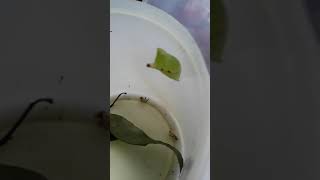 lava to cocoon to be butterfly 🐛🦋#shorts #caterpillar #cocoon #butterfly