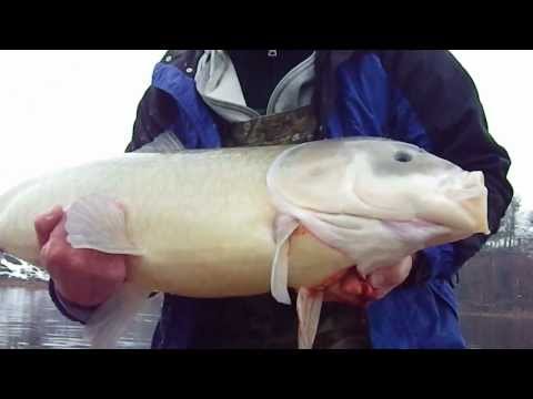 Clumsy Fat Buffalo Release From Tiny Raft Lyubaka's Baits