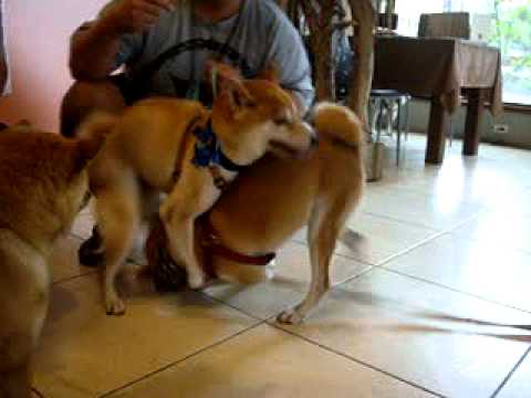 7/17 Q醬生日趴(原發表者:bolen912)(影片)