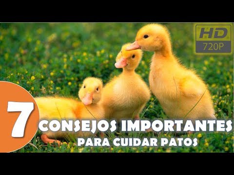 , title : '7 Consejos Importantes para Cuidar Patos | HD'