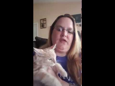 Ringworm Treatment For Cats - Simple Solution to Treat Spores and Fungi On Contact