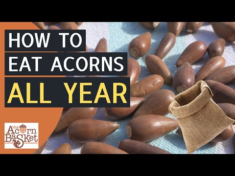 How To Dry And Store Acorns To Eat Acorn Flour All Year - Pro Tips