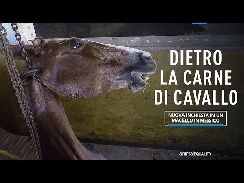 , title : 'Dietro la carne di cavallo: inchiesta di Animal Equality in un macello in Messico'