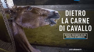 DIETRO LA CARNE DI CAVALLO: nuova inchiesta in un macello in Messico