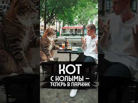 Они спасли кота на Колыме