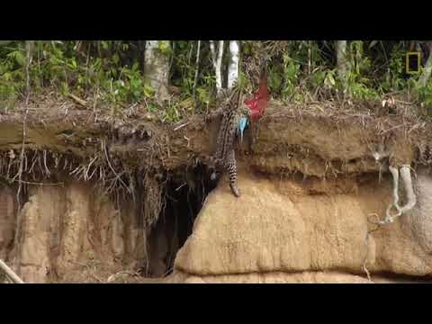 Watch a Wildcat Attack a Parrot in Rare Video   Nat Geo Wild