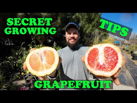 Grapefruit Secret Growing Tips | Taste Review White and Ruby Red