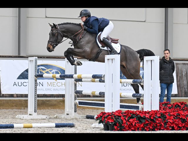 Thibajo vh Beeckhof Z - Ridden