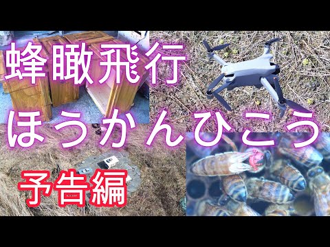 経済学科 晴蜂雨読㉑／蜂瞰飛行(ほうかんひこう）---予告編 (2024年4月、その1)／山崎亮一／日英字幕付き／Bee's eye view, a trailer (April 2024)／Eng sub