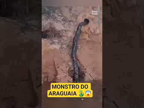Gigante do Araguaia! Sucuri enorme flagrada em São Félix do Araguaia 🐍