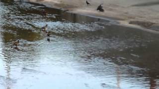 Copy of Copy of Crows In LA River