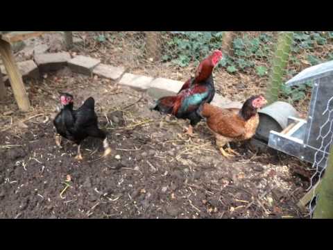 Breeding flock Tosa Chibi 2017 Video