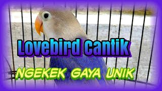 Download lagu Lovebird Warna Cantik Ngekek Gaya Unik || Shorts mp3 Download lagu Lovebird Warna Cantik Ngekek Gaya Unik || Shorts mp3