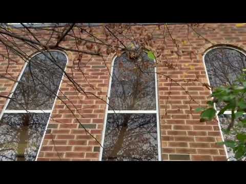 Hornets Still Active During the Fall in Allenhurst, NJ