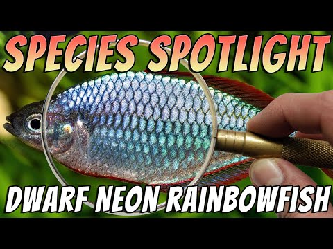 Dwarf Neon Rainbowfish (Melanotaenia praecox) Freshwater Aquarium Fish Species Profile & Care Guide