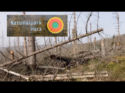 Wald im Wandel zur neuen Wildnis | Nationalpark HARZ