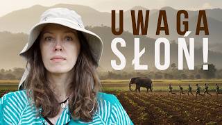 ✈️ Kiedy słonie wchodzą do ogródka - prawdziwe życie obok dzikich gigantów.