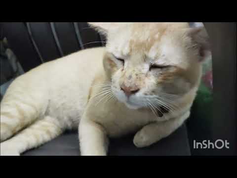 Bhookh lagi hai to kesa kar raha hai 