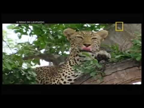 Manana a Rainha dos leopardos