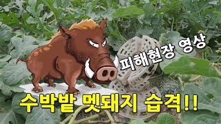 수박밭 멧돼지 습격!! 직접 피해현장을 가본다.  멧돼지 수박피해