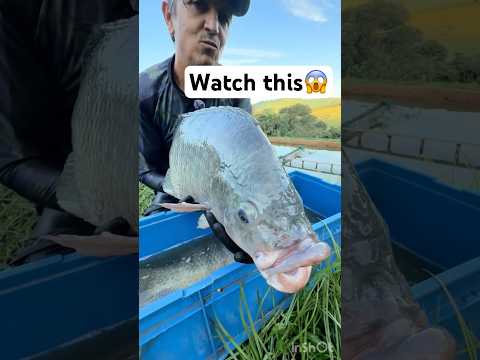 Reproduction des tilapia #elevage #poisson #fishfarming #tilapia #agriculture #breeding #farm #fish