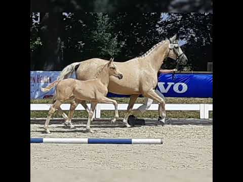 SF von Qaside x Don Juan de Hus