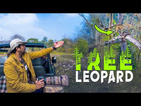 Ep 01 - I Returned to Rajaji Tiger Reserve after 33 Months to see Leopards