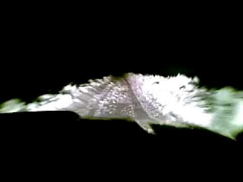 Smulti, zapada imensa drum inzapezit, DN24, iarna, Galati