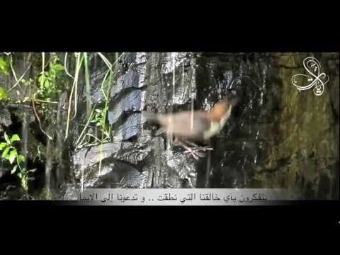 MariamMourad’s Video 141133581040 eZPwbBYIqlM